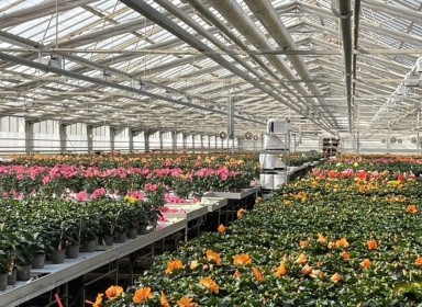 Blomster