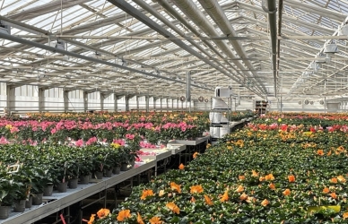 Blomster